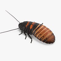 Hissing Cockroach Rigged 3D Model
