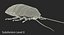 Hissing Cockroach Rigged 3D Model