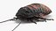 Hissing Cockroach Rigged 3D Model