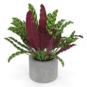 3D Calathea Lancifolia