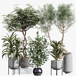AV Indoor Plants Set 373 Japandi Decorative and Dracaena Warnecki and Ficus microcarpa and Scheffler