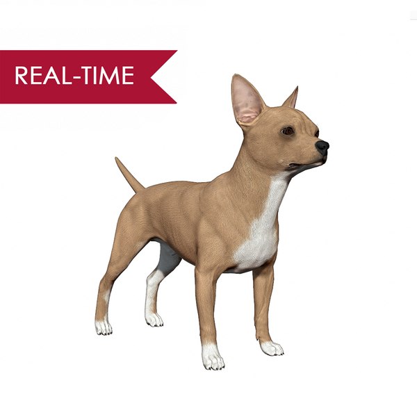 realistic chihuahua real-time real time 3d model