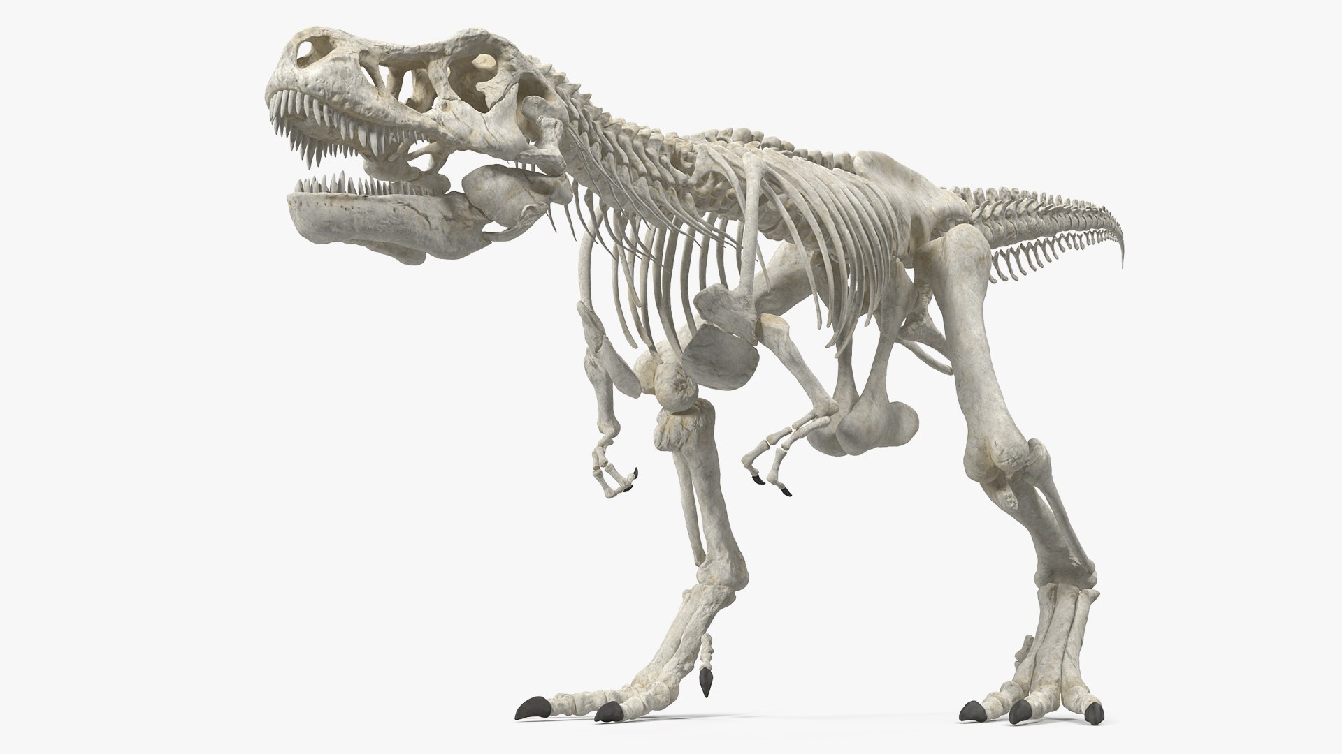 Tyrannosaurus Rex Skeleton Walking Pose 3D model preview
