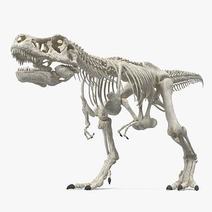 3D tyrannosaurus rex skeleton walking model