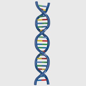 Structure of DNA