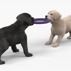 3D Labrador Puppies Playing with Dog Toy Fur for Maya model