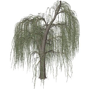 3D Weeping Willow Tree - 08 -