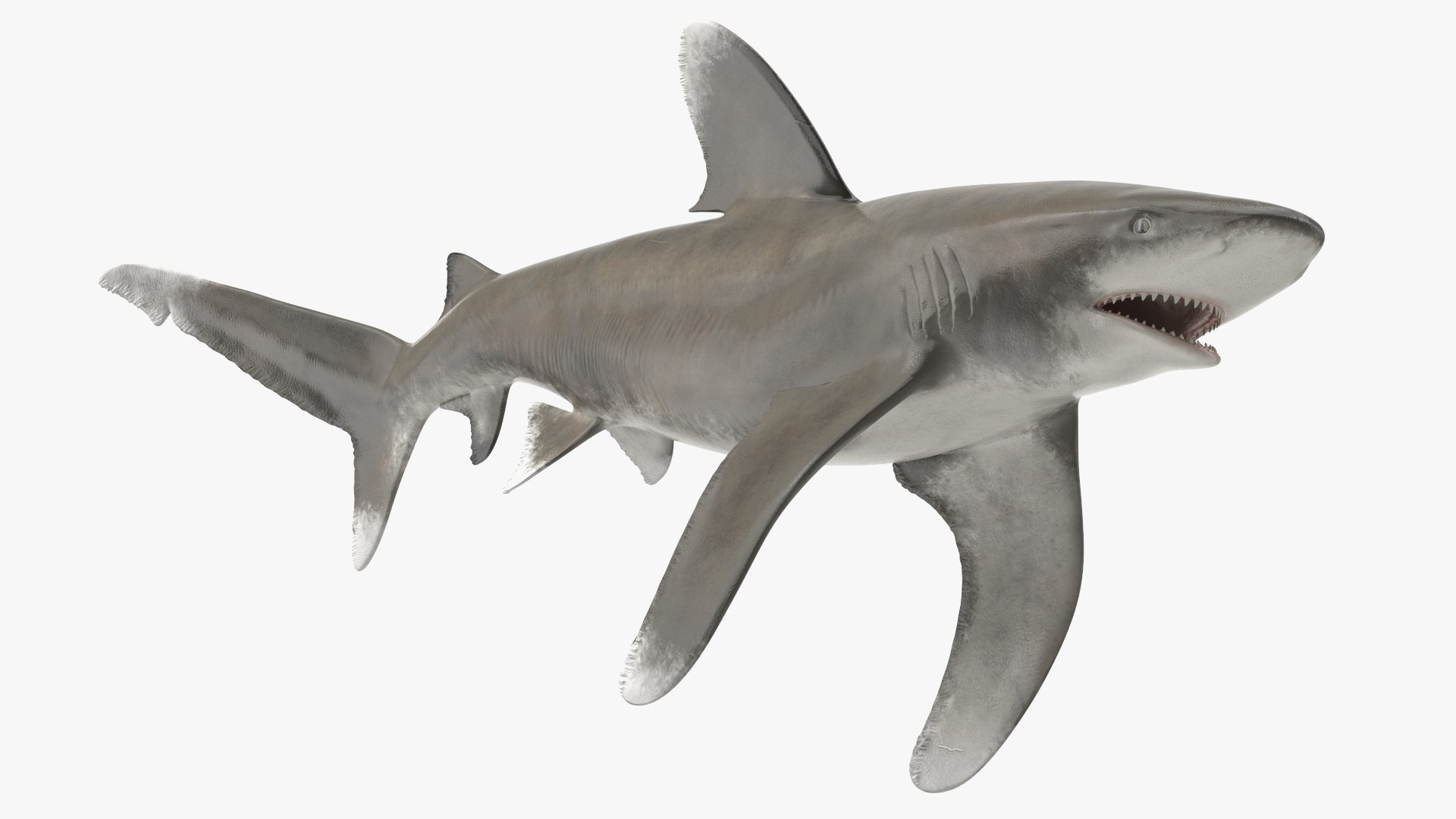3D Realistic Oceanic Whitetip Shark Rigged https://p.turbosquid.com/ts-thumb/xE/AtHgQZ/4U/realisticoceanicwhitetipsharkrigged3dmodel011/jpg/1724139075/1920x1080/fit_q87/587caffaf1502d9e06d5cb4ce76aed5fbfd22245/realisticoceanicwhitetipsharkrigged3dmodel011.jpg