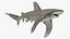 Realistic Oceanic Whitetip Shark Rigged
