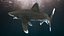 Realistic Oceanic Whitetip Shark Rigged