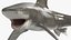 Realistic Oceanic Whitetip Shark Rigged