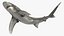 Realistic Oceanic Whitetip Shark Rigged