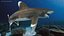 Realistic Oceanic Whitetip Shark Rigged