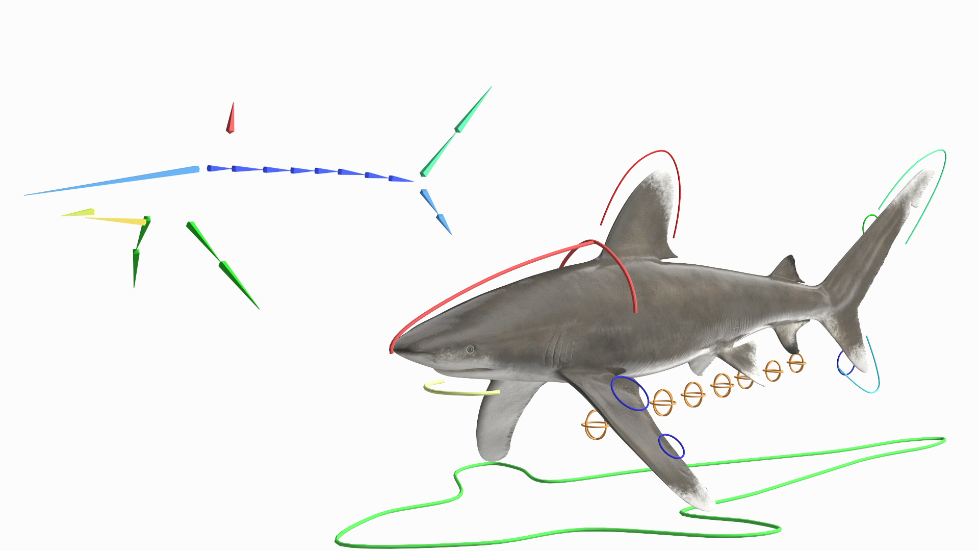 3D Realistic Oceanic Whitetip Shark Rigged https://p.turbosquid.com/ts-thumb/xE/AtHgQZ/PU/realistic_oceanic_whitetip_shark_rigged_362/jpg/1724138193/1920x1080/turn_fit_q99/617f70890fb9373bc35beaf2430434f7b0c1b1b0/realistic_oceanic_whitetip_shark_rigged_362-1.jpg