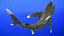 Realistic Oceanic Whitetip Shark Rigged