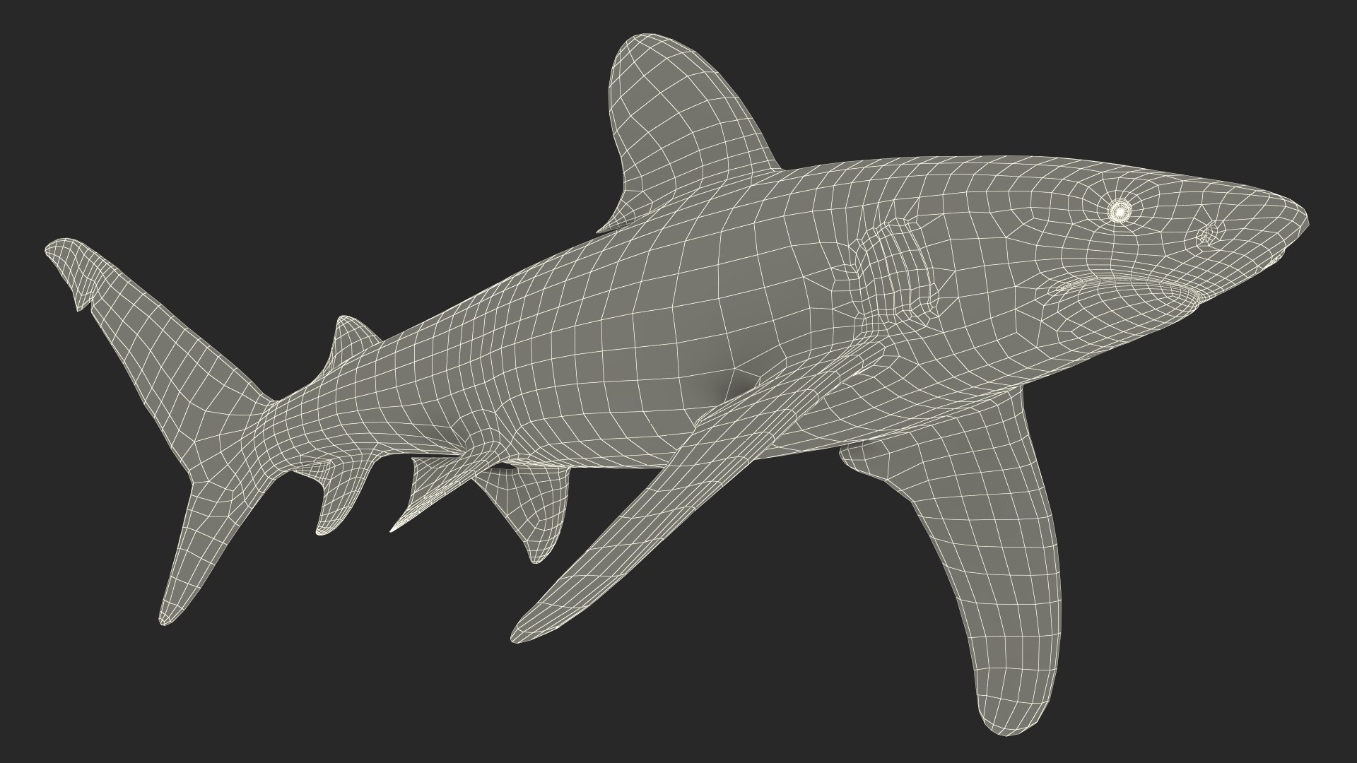 3D Realistic Oceanic Whitetip Shark Rigged https://p.turbosquid.com/ts-thumb/xE/AtHgQZ/WF/realisticoceanicwhitetipsharkrigged3dmodel026/jpg/1724139151/1920x1080/fit_q87/6e602f712e01e6d5fc9354159cb722d962ecb3e3/realisticoceanicwhitetipsharkrigged3dmodel026.jpg