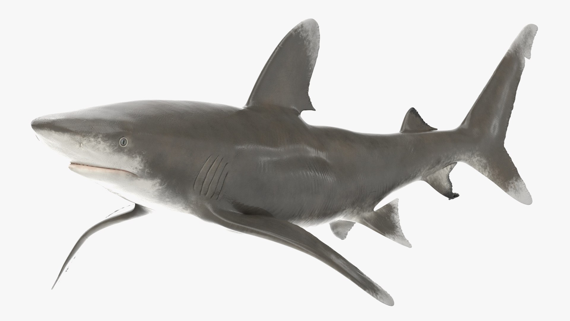 3D Realistic Oceanic Whitetip Shark Rigged https://p.turbosquid.com/ts-thumb/xE/AtHgQZ/WI/realisticoceanicwhitetipsharkrigged3dmodel013/jpg/1724139086/1920x1080/fit_q87/86591c0b9142bbf71f3493f15d05eba5e7ab7579/realisticoceanicwhitetipsharkrigged3dmodel013.jpg