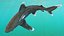 Realistic Oceanic Whitetip Shark Rigged