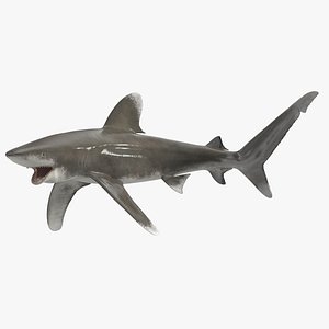 Realistic Oceanic Whitetip Shark Rigged