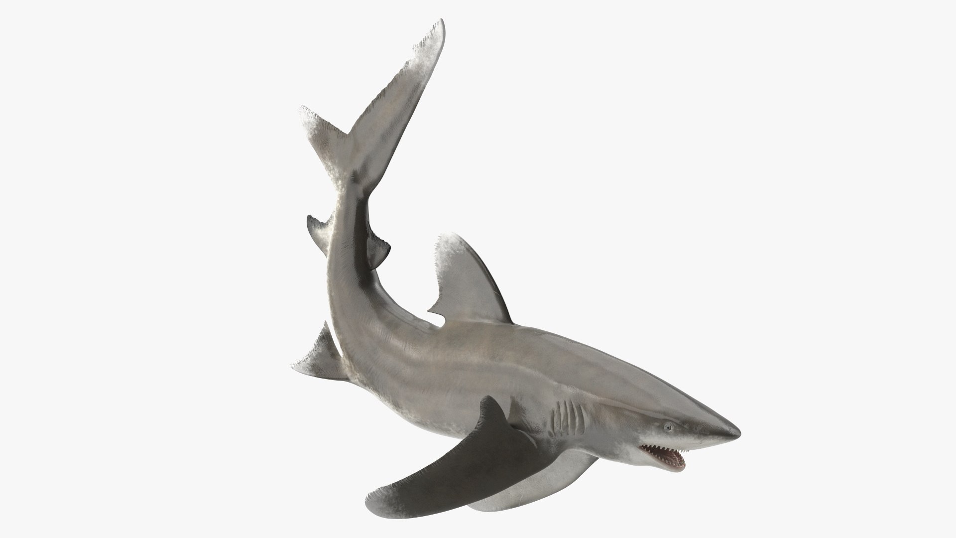 3D Realistic Oceanic Whitetip Shark Rigged https://p.turbosquid.com/ts-thumb/xE/AtHgQZ/fk/realisticoceanicwhitetipsharkrigged3dmodel012/jpg/1724139080/1920x1080/fit_q87/b63a34f2d6a8605d7e4ea95cd8abb458fad6c6b3/realisticoceanicwhitetipsharkrigged3dmodel012.jpg