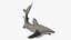Realistic Oceanic Whitetip Shark Rigged