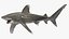 Realistic Oceanic Whitetip Shark Rigged