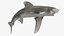 Realistic Oceanic Whitetip Shark Rigged