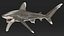 Realistic Oceanic Whitetip Shark Rigged