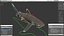 Realistic Oceanic Whitetip Shark Rigged