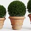 boxwood clay pots bushes 3D