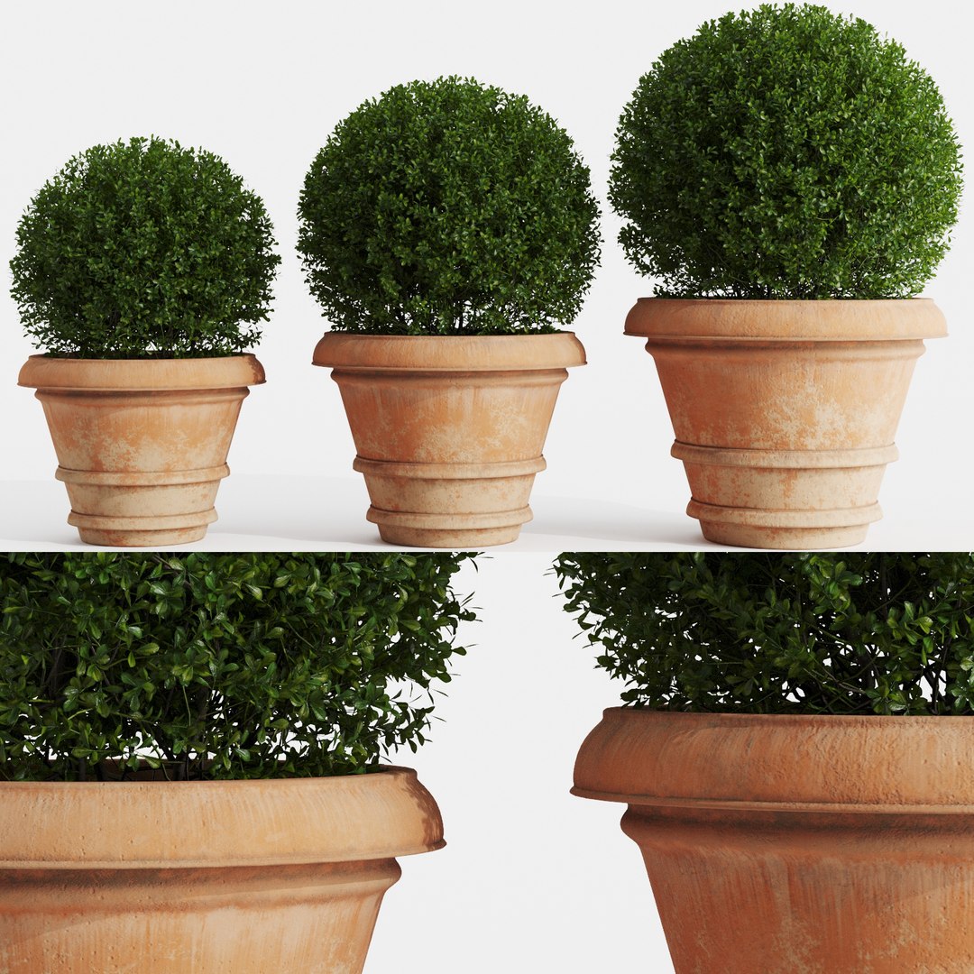 boxwood clay pots bushes 3D https://p.turbosquid.com/ts-thumb/xE/HOj0Fl/ePrE9ef7/preview_2/jpg/1587836099/1920x1080/fit_q87/06bbac46c6e0bcbd41cd886a1330a271577d37ce/preview_2.jpg