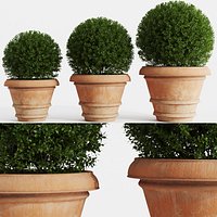 Boxwood In Clay Pots