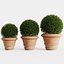 boxwood clay pots bushes 3D