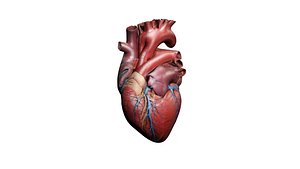 Realistic Heart