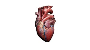 Realistic Heart