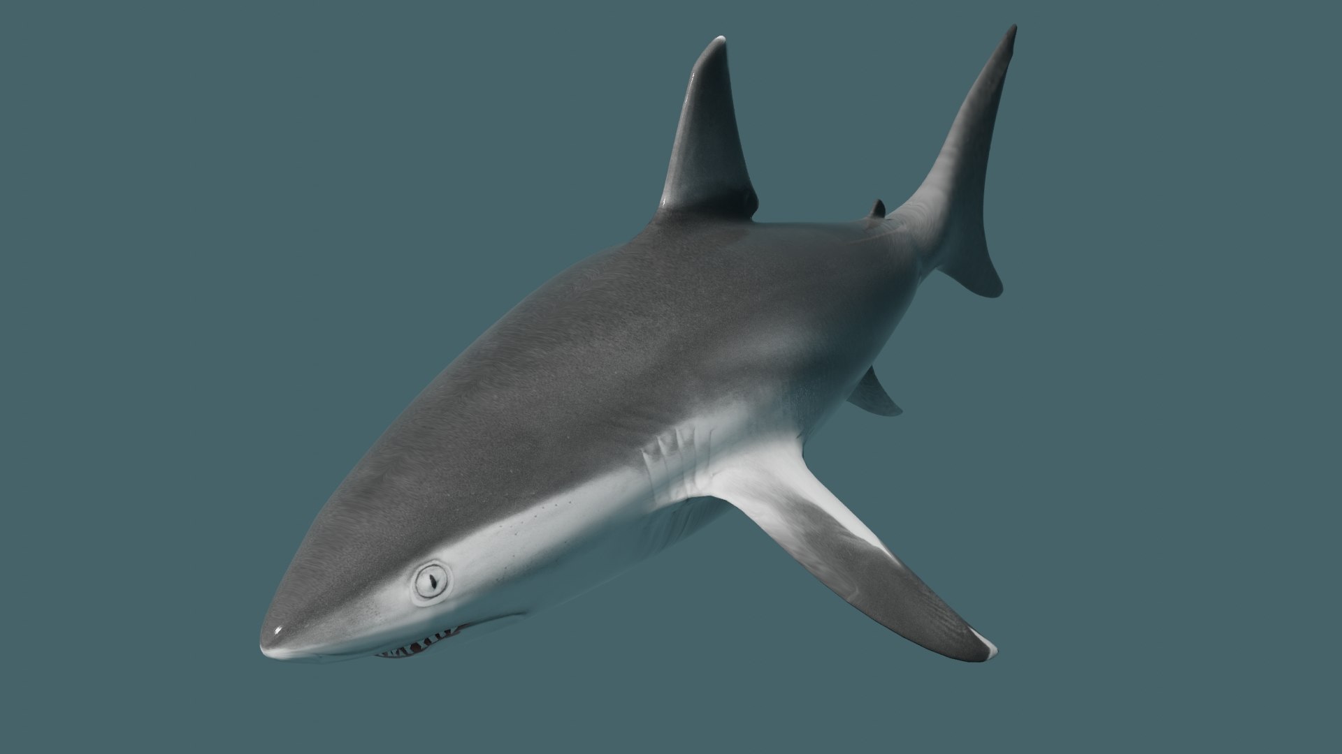 3D Shark OBJ - TurboSquid 2167985