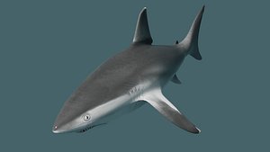 3D Shark OBJ