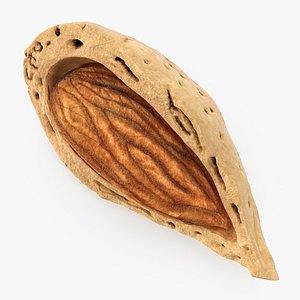 3D model broken almond shell