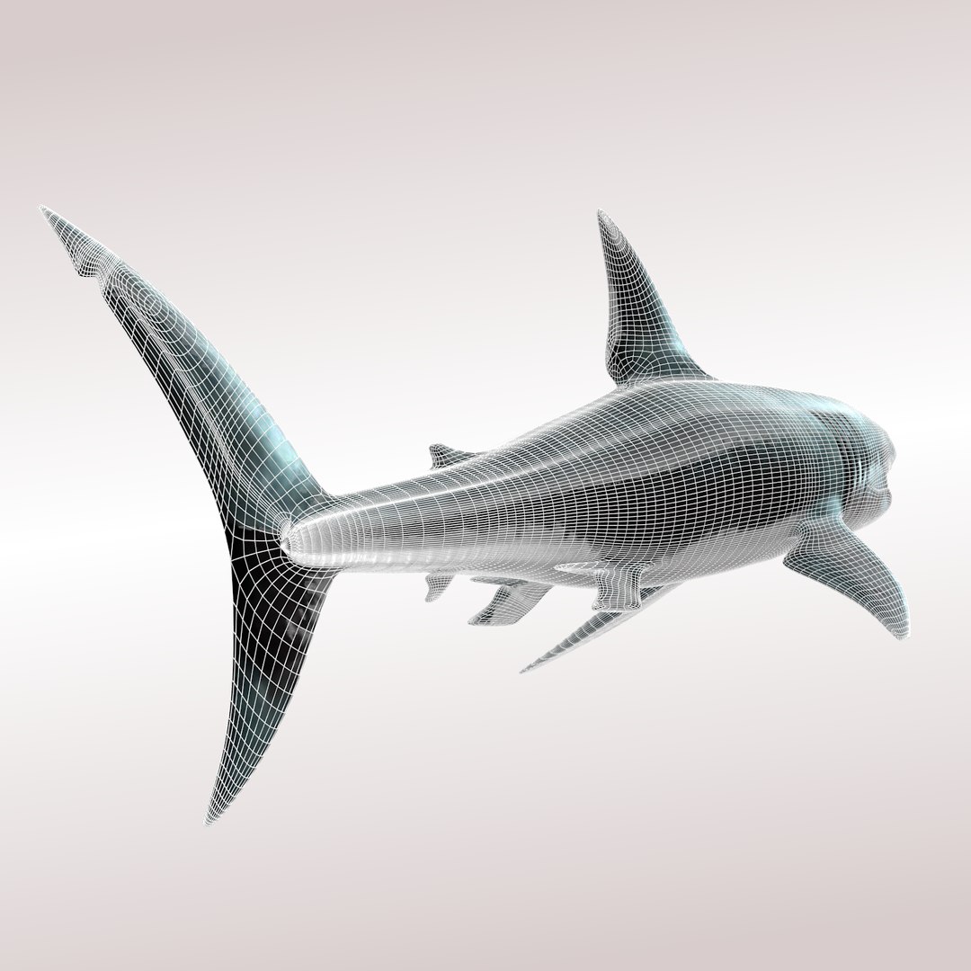 3d model of carcharodon carcharias shark megalodon https://p.turbosquid.com/ts-thumb/xE/WbniHx/6NGKQMgv/neutralwirerear/png/1443781657/1920x1080/fit_q87/0c89c3a0dddd620e4b00f66c8d38d27e8b1a44db/neutralwirerear.jpg