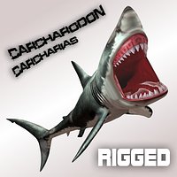 Carcharodon carcharias/megalodon