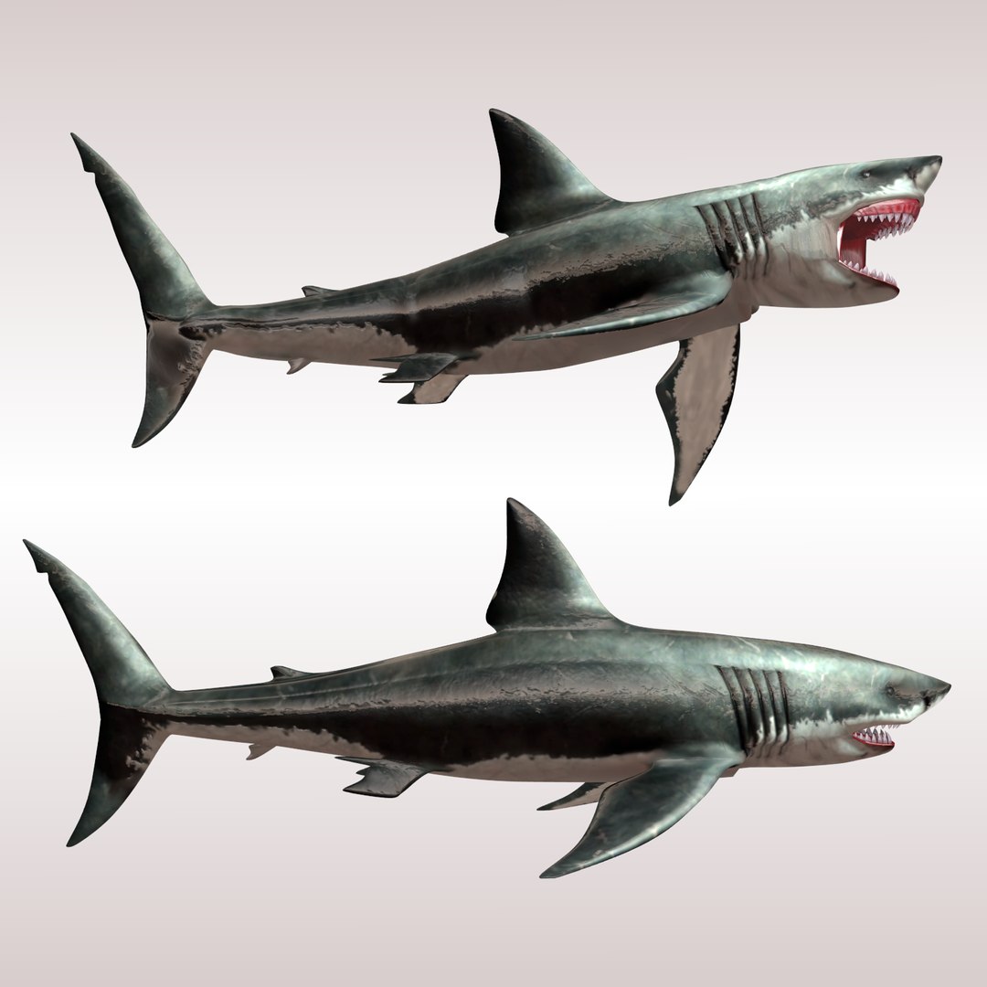 3d model of carcharodon carcharias shark megalodon https://p.turbosquid.com/ts-thumb/xE/WbniHx/UY1VFWS3/sideview/png/1443781632/1920x1080/fit_q87/e88cad603f22bae4fba99fe16ab8dcdd3bc48d7a/sideview.jpg