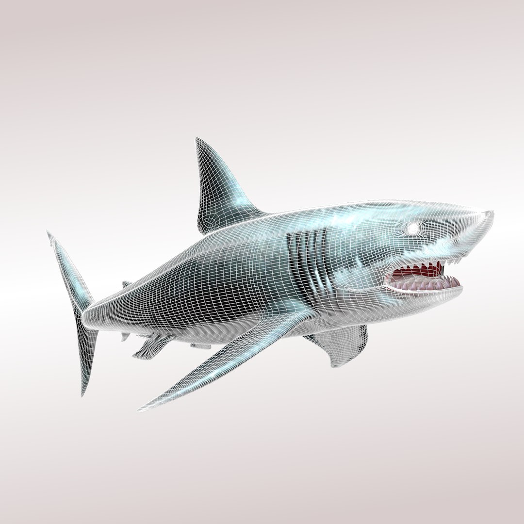 3d model of carcharodon carcharias shark megalodon https://p.turbosquid.com/ts-thumb/xE/WbniHx/sb10gMAZ/neutralwire/png/1443781632/1920x1080/fit_q87/f3199a98f256f0ff904f37ca406711dad7a968f9/neutralwire.jpg