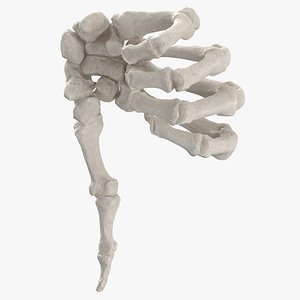 Real Human Hand Bones Dislike Sign(1)