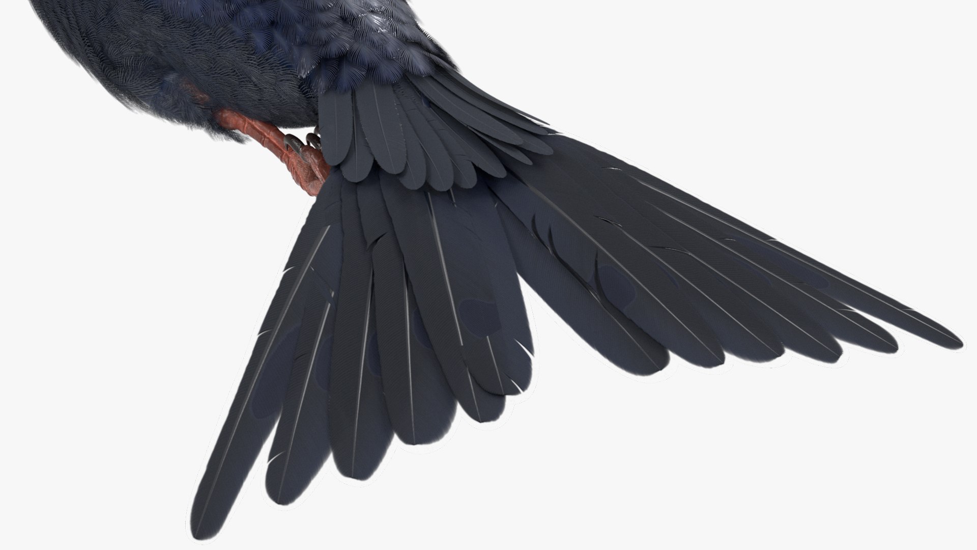 3D Purple Martin Bird In Flight https://p.turbosquid.com/ts-thumb/xF/2Wfa93/5I/purple_martin_bird_in_flight_006/jpg/1757932827/1920x1080/fit_q87/6876173a206ae1fa062bbc64c41508dcf1e5a4a4/purple_martin_bird_in_flight_006.jpg