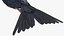 Purple Martin Bird In Flight