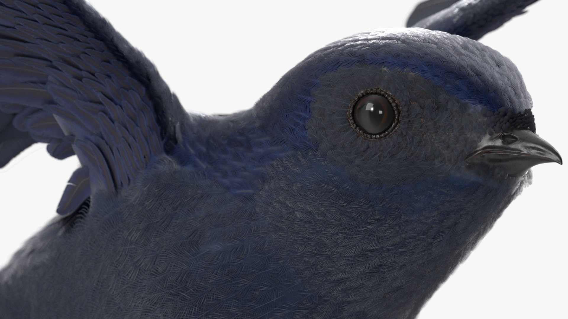 3D Purple Martin Bird In Flight https://p.turbosquid.com/ts-thumb/xF/2Wfa93/6b/purple_martin_bird_in_flight_005/jpg/1757932824/1920x1080/fit_q87/be3c0185fc432380f19d38011b8e2219502a777b/purple_martin_bird_in_flight_005.jpg