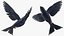 Purple Martin Bird In Flight