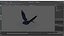 Purple Martin Bird In Flight