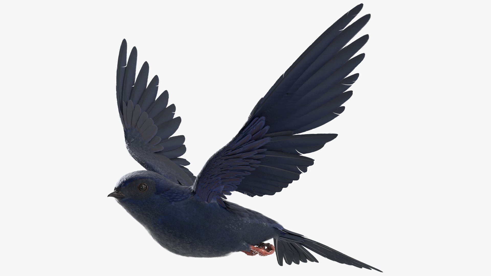 3D Purple Martin Bird In Flight https://p.turbosquid.com/ts-thumb/xF/2Wfa93/cA/purple_martin_bird_in_flight_003/jpg/1757932817/1920x1080/fit_q87/96dd3f29da122a9b5af8be8fdcb55f929429d1bb/purple_martin_bird_in_flight_003.jpg