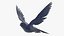 Purple Martin Bird In Flight